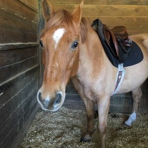 Meet your Posher, Annabelle